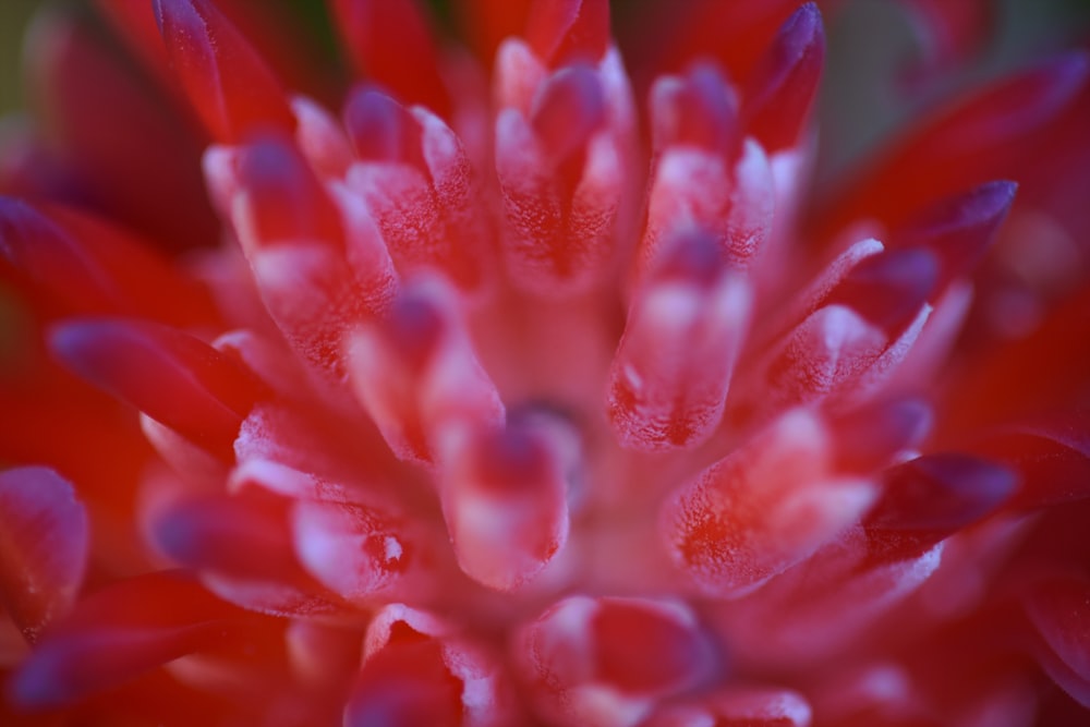 red flower in macro lens photography