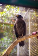A large bird with dark plumage and speckled patterns on its chest perches on a branch inside an enclosure. The bird has a striking yellow beak, and its surroundings feature blurred greenery and fencing in the background.