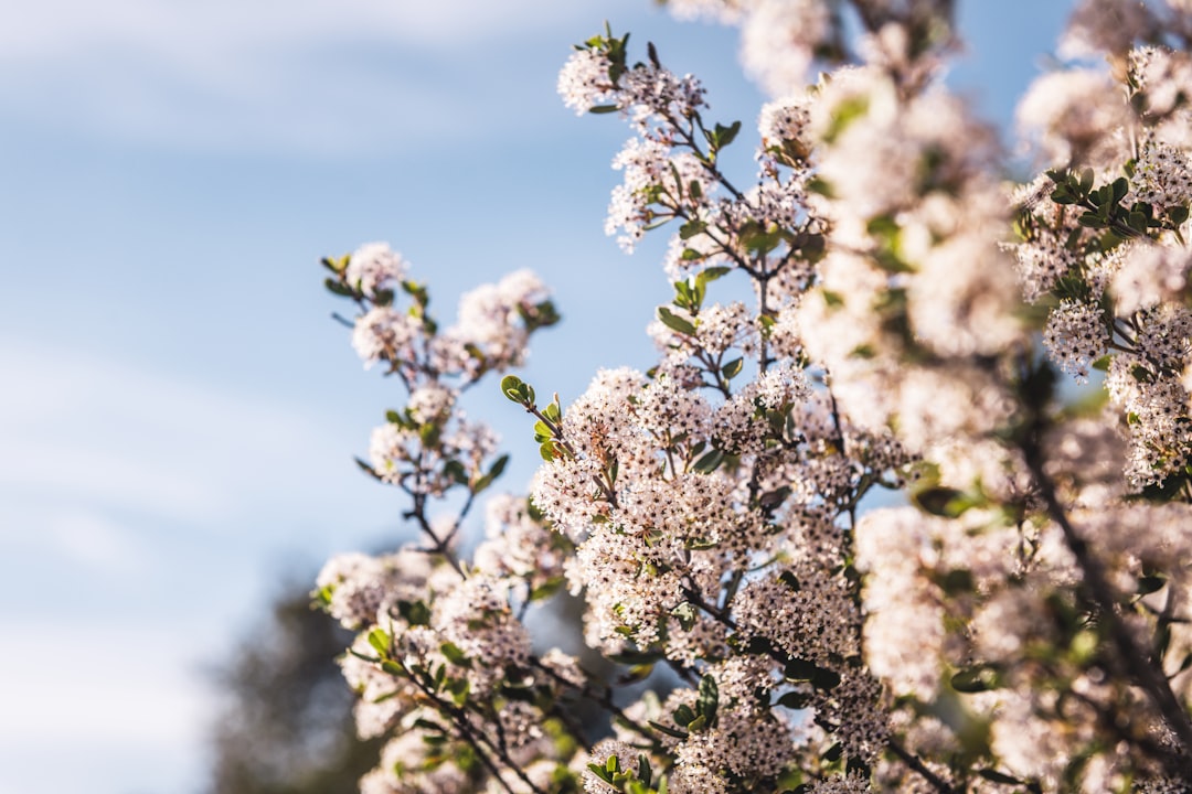 white cherry blossom in close up photography