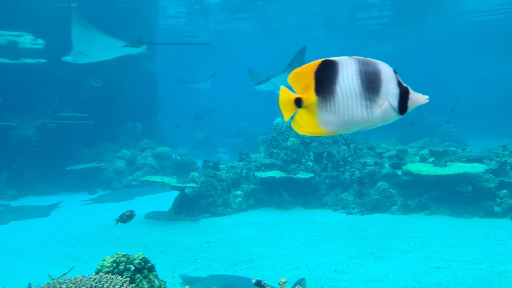 Pesce giallo e nero nell'acquario