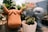 A collection of small potted plants with unique ceramic pots shaped like a smiling cow and a stylized elephant. The plants include various succulents with lush green and slightly red-tipped leaves. The overall setting appears to be an outdoor or greenhouse space.