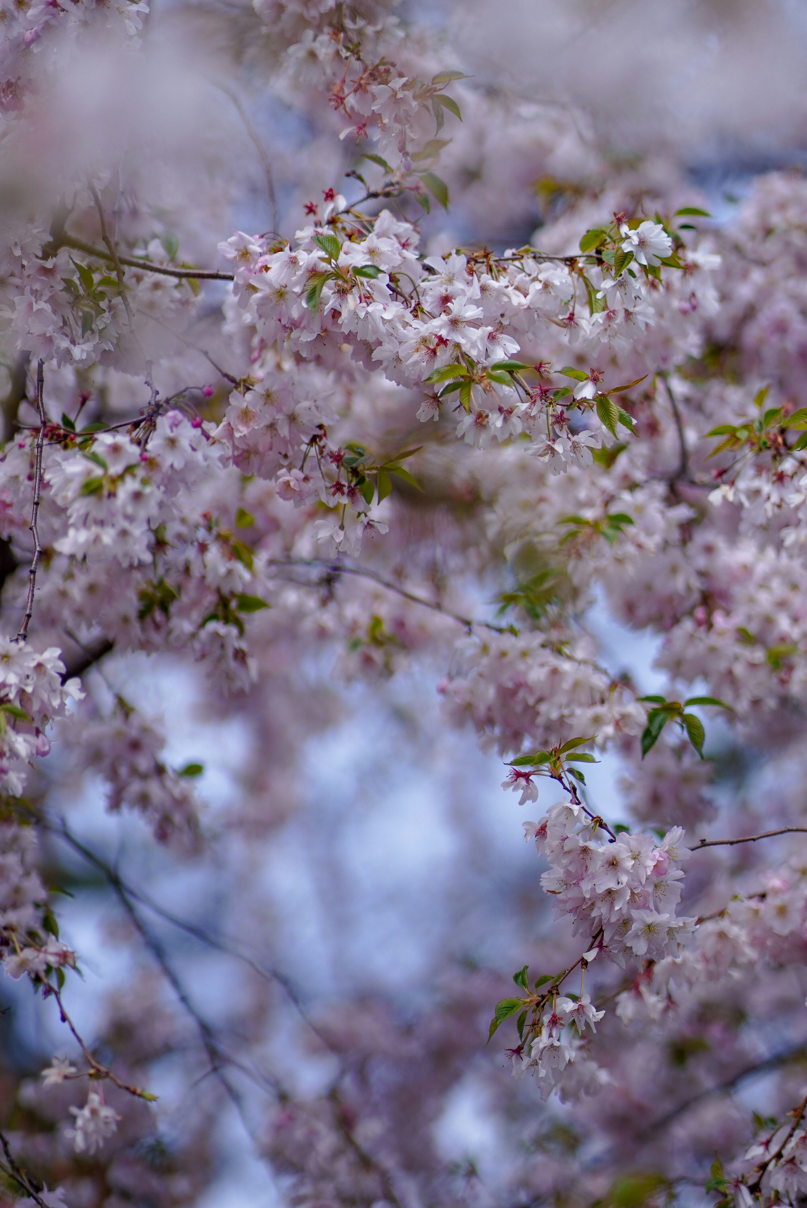 Photo by annabell_flem