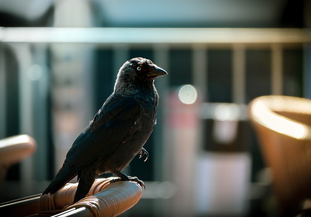 blue bird on brown wooden chair