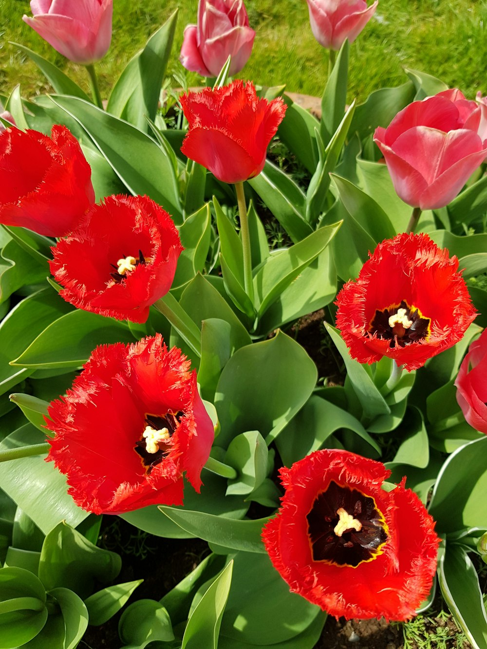 red flowers with green leaves