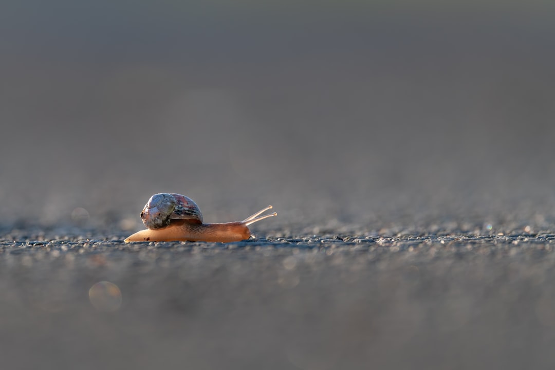 blue and brown snail on gray sand