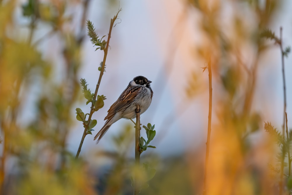 brown and black bird on green plant