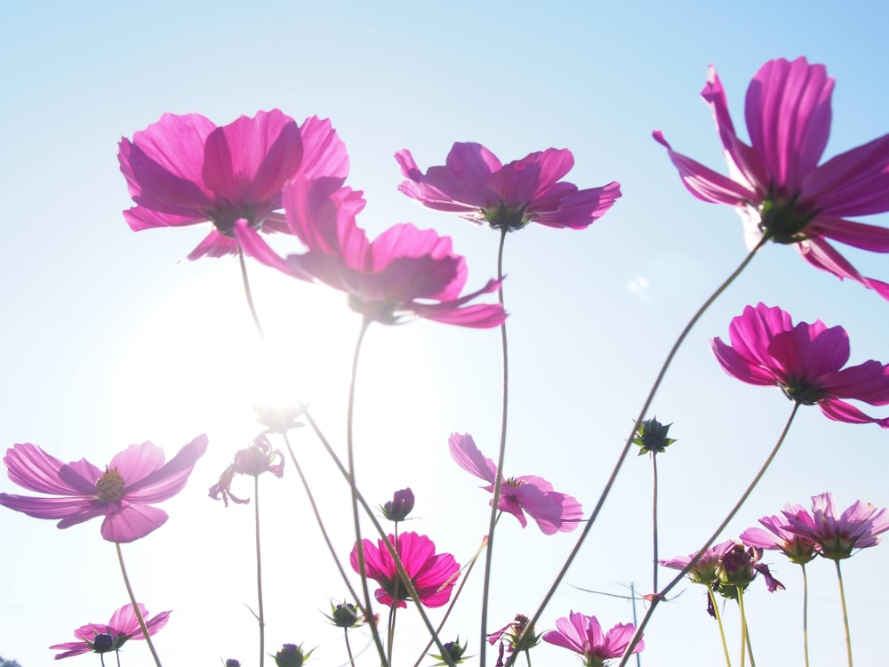 flores cor-de-rosa sob o céu azul durante o dia