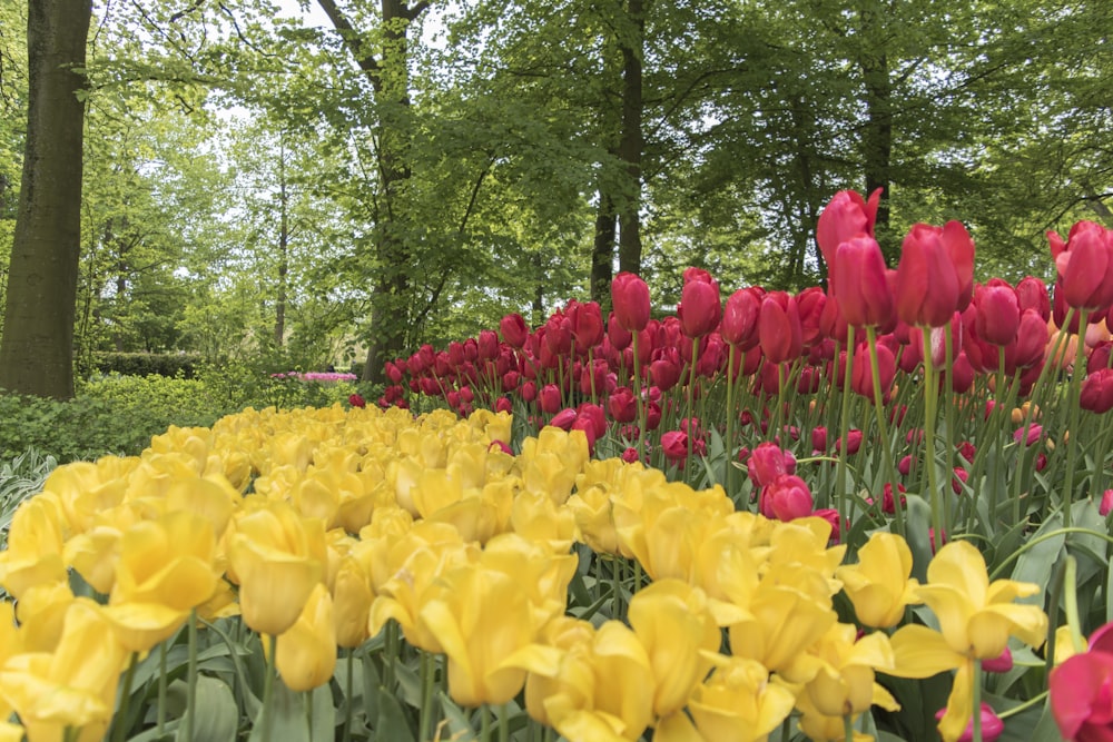 Tulipanes amarillos y rojos en flor durante el día