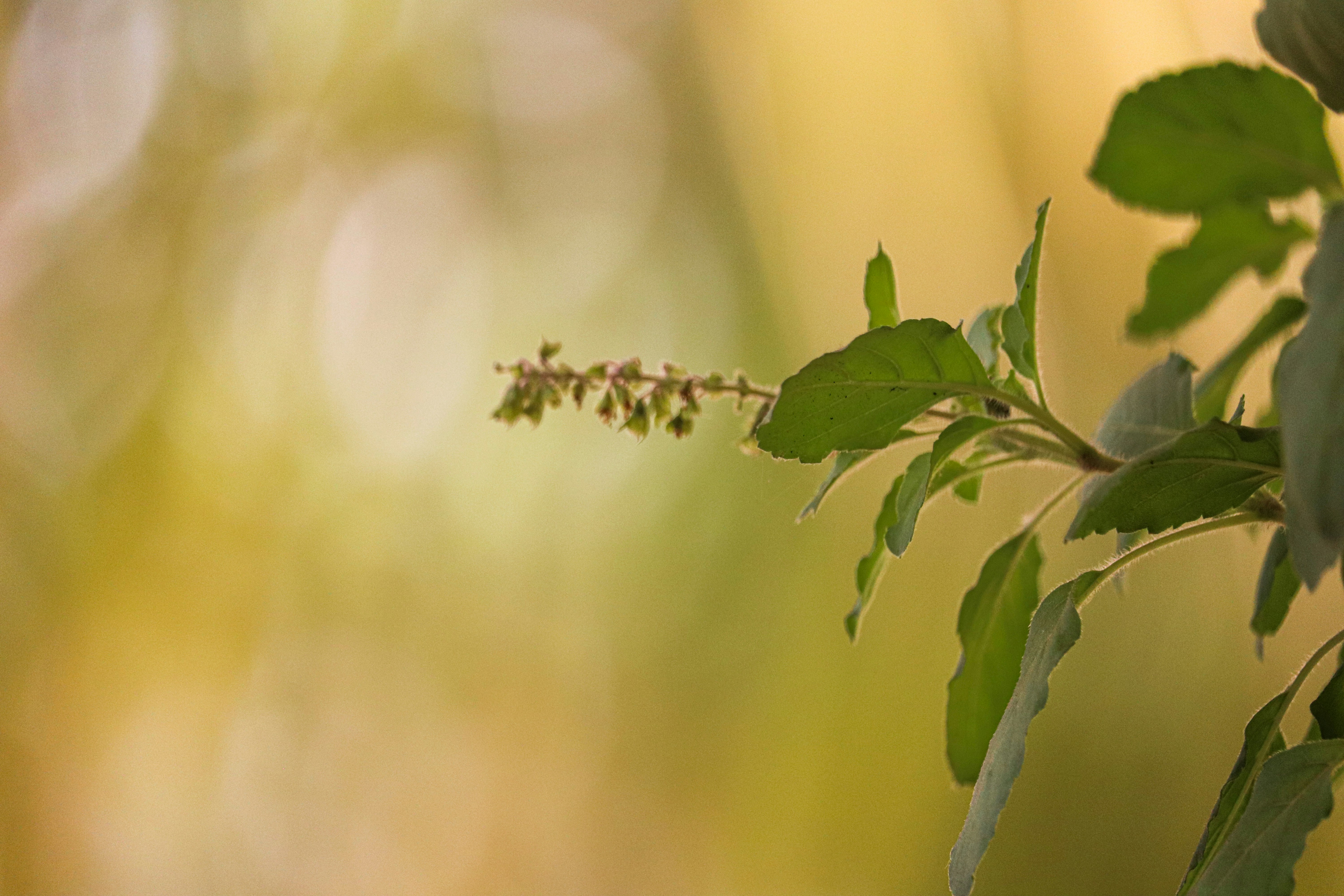 Photo by pavannaikfcds