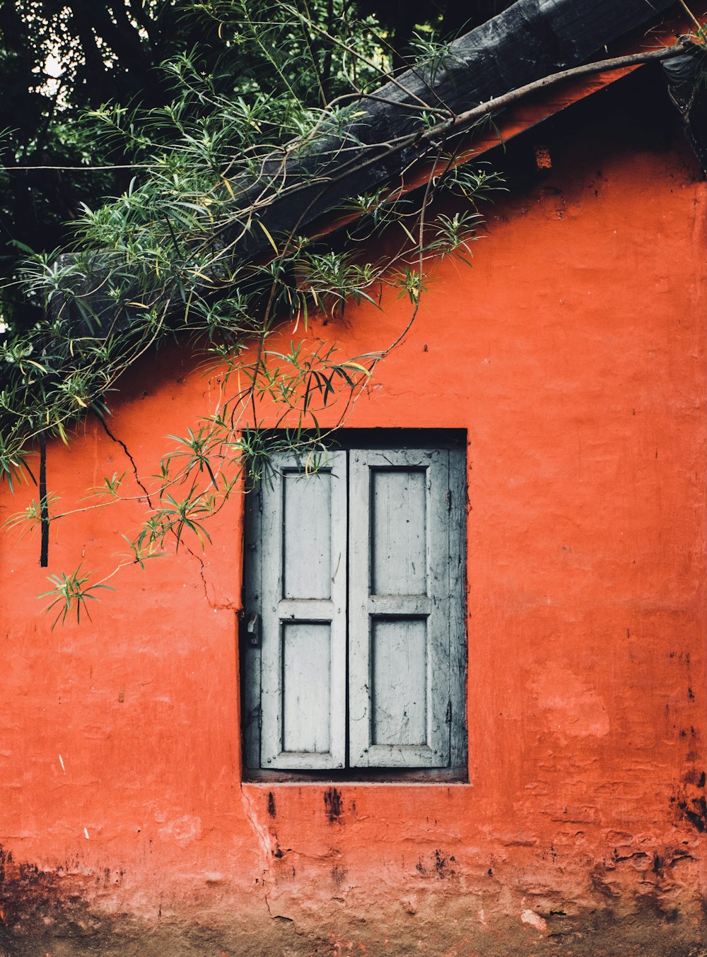 green tree beside gray wooden window