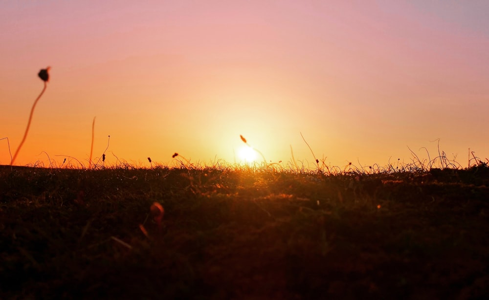 grass field during golden hour