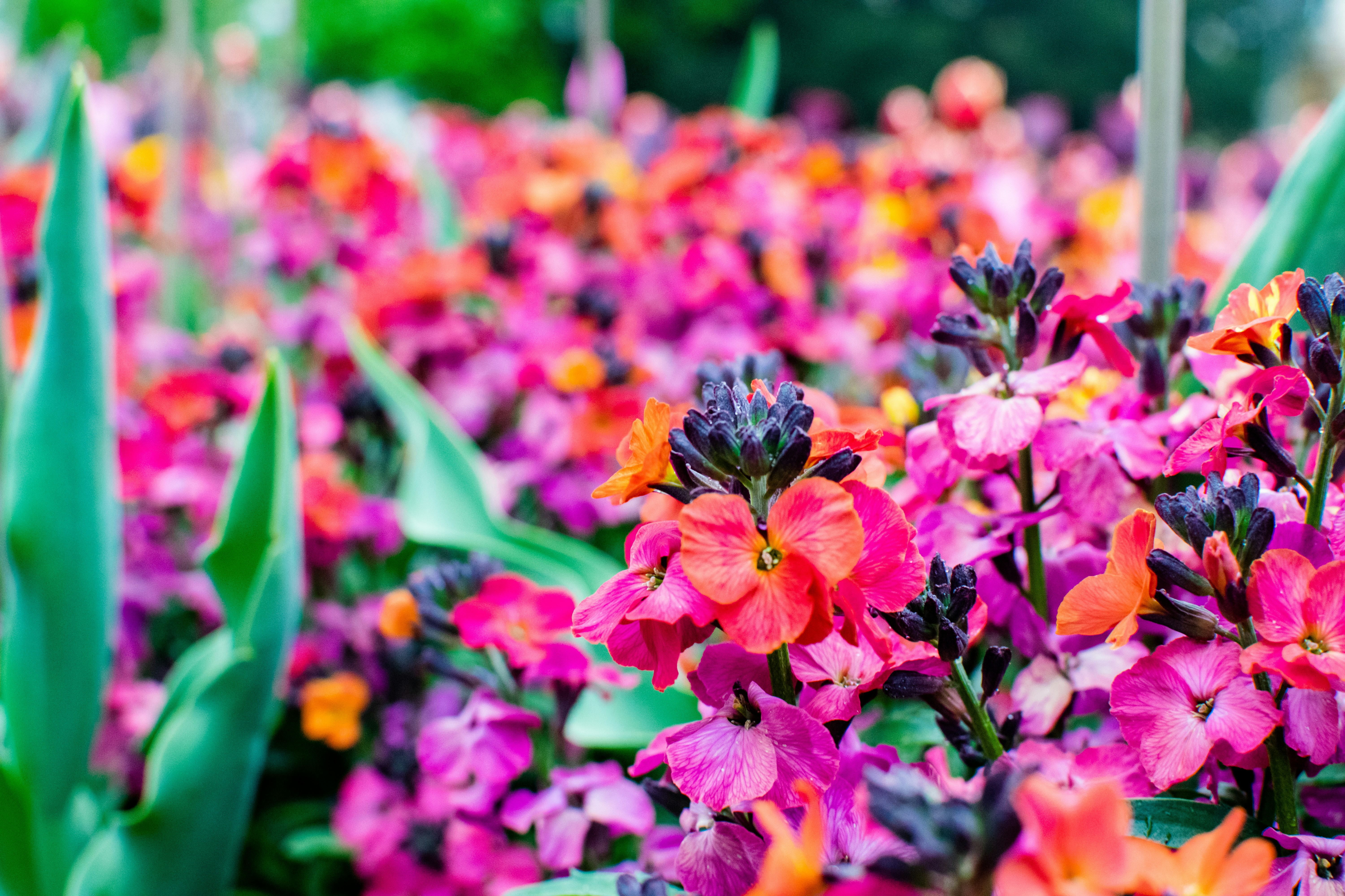 Low maintenance flower garden ideas