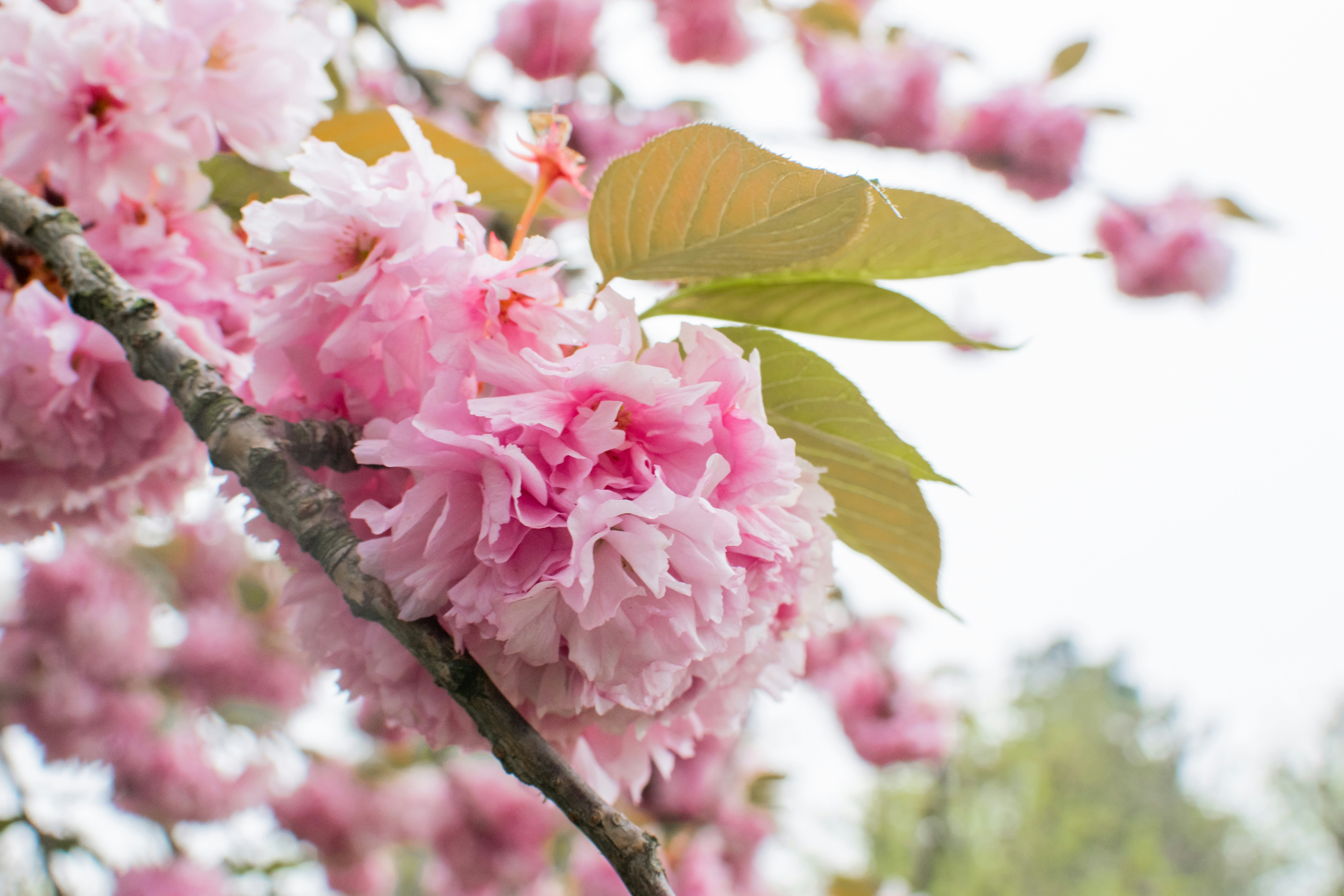 Photo by hitomibremmer