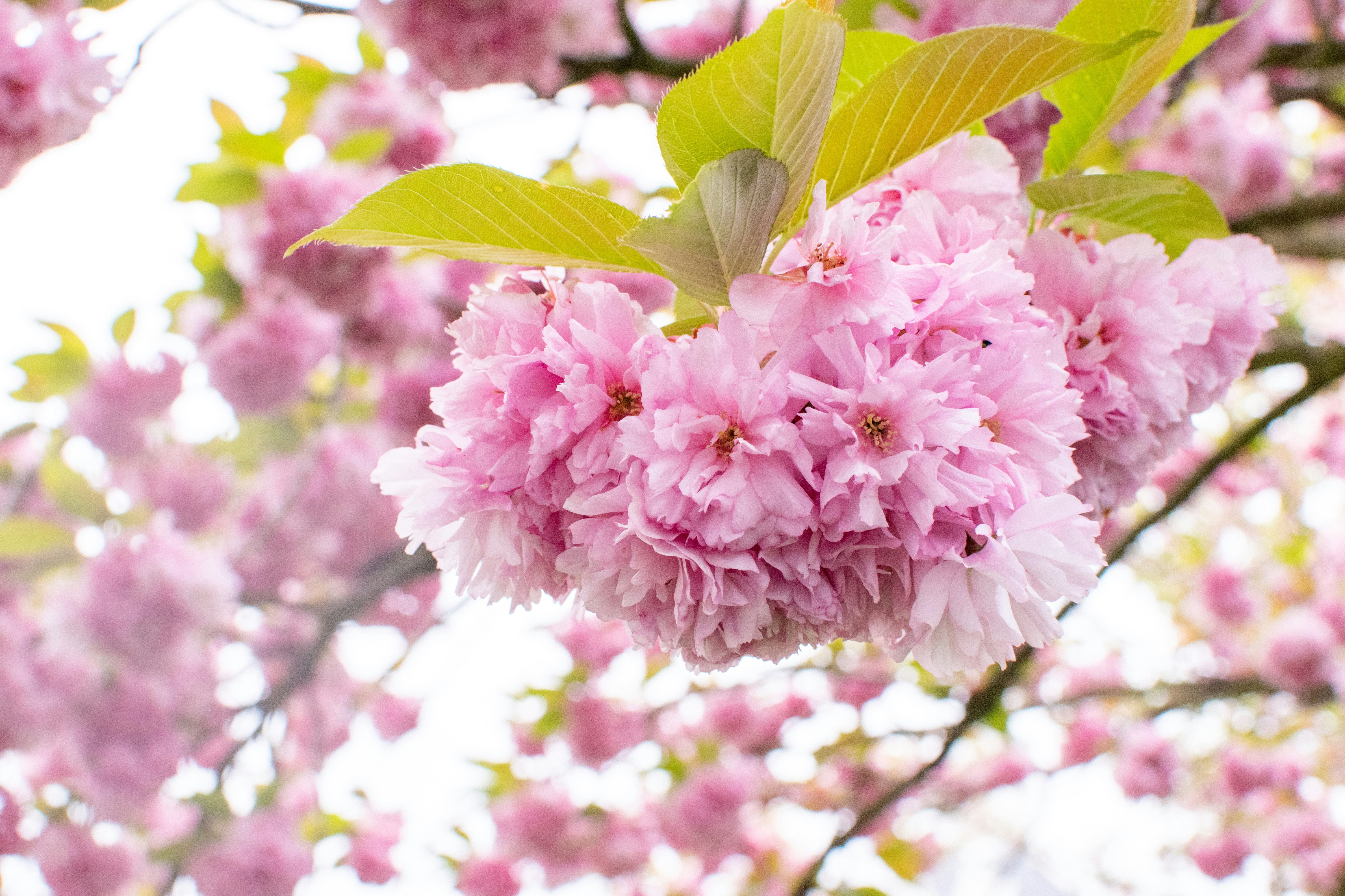 Photo by hitomibremmer