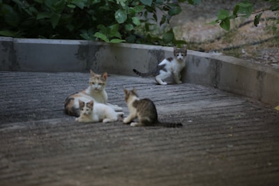 A small group of cats, including a mother and her kittens, are resting on a concrete pathway surrounded by lush green foliage. The kittens appear curious and playful, while the mother watches over them protectively.