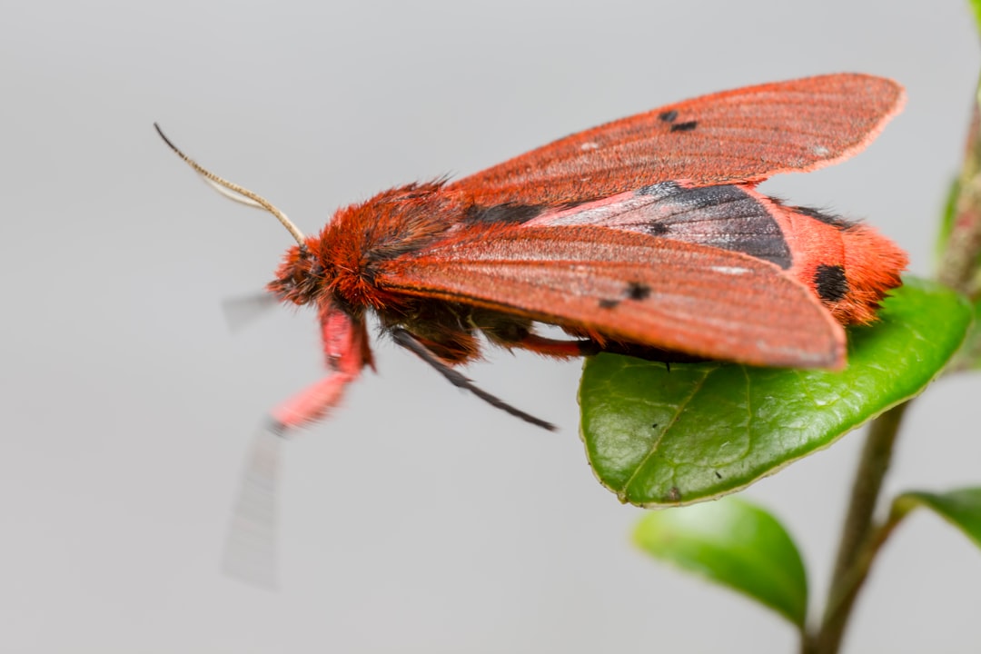 red and brown moth on green leaf
