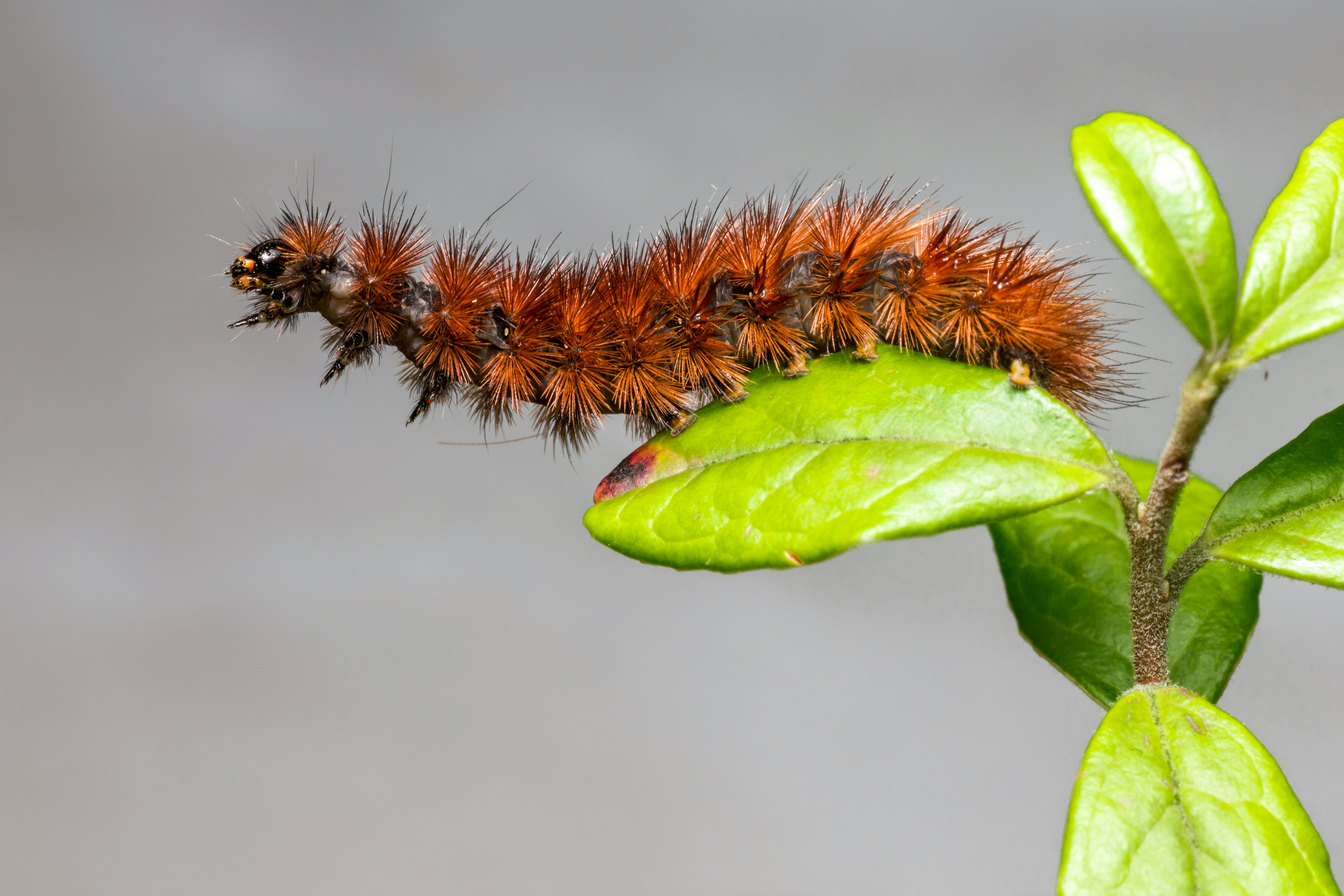 brown and black caterpillar on green leaf