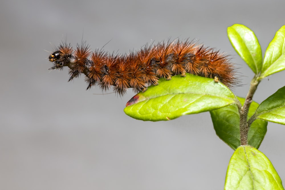 brown and black caterpillar on green leaf