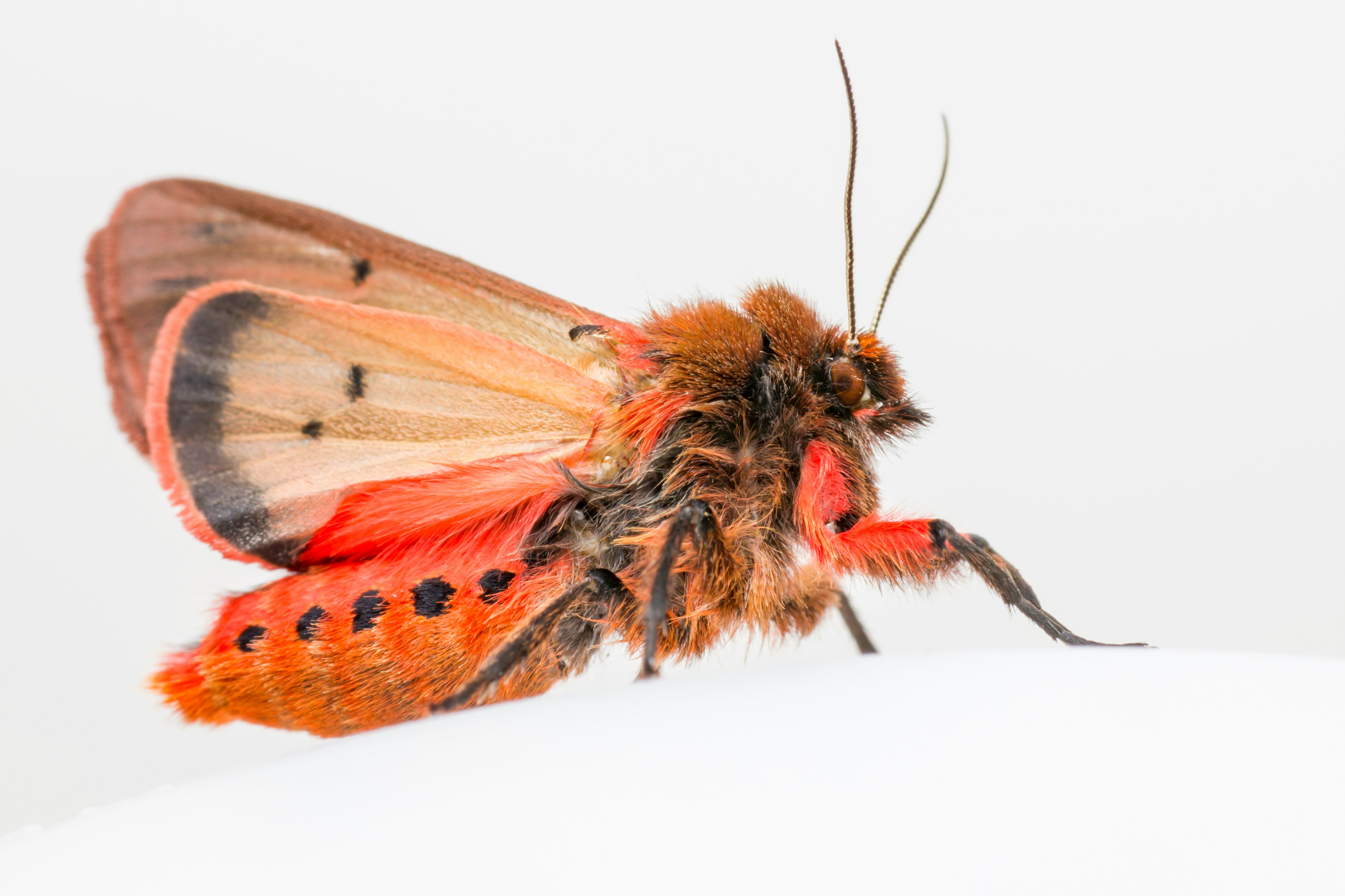 brown and orange moth in close up photography