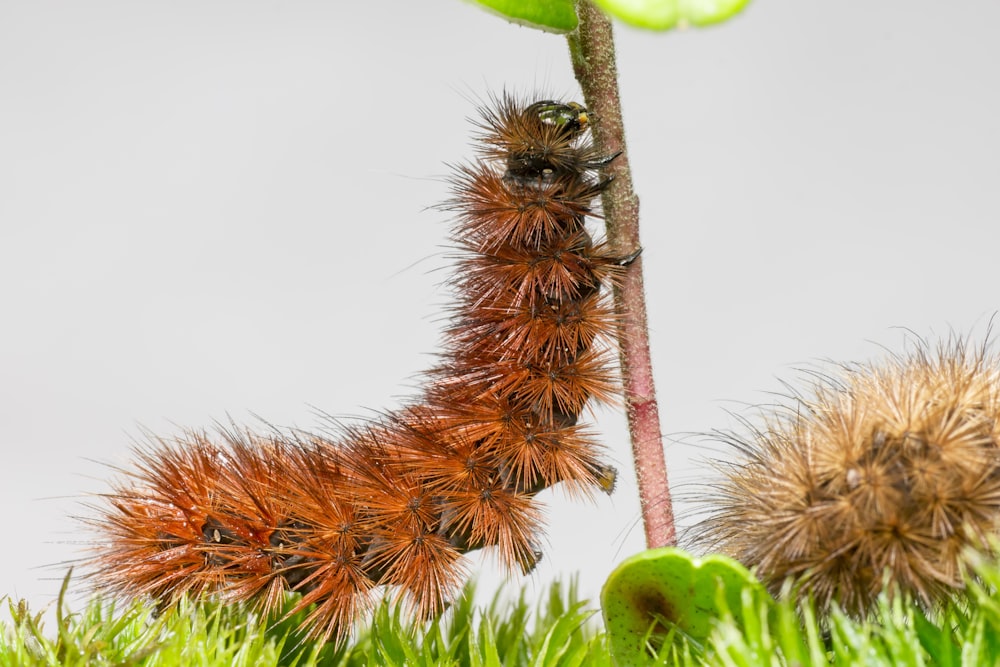 brown and black caterpillar on green plant