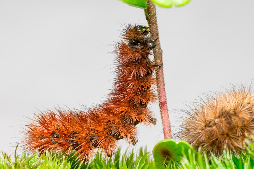 brown and black caterpillar on green plant