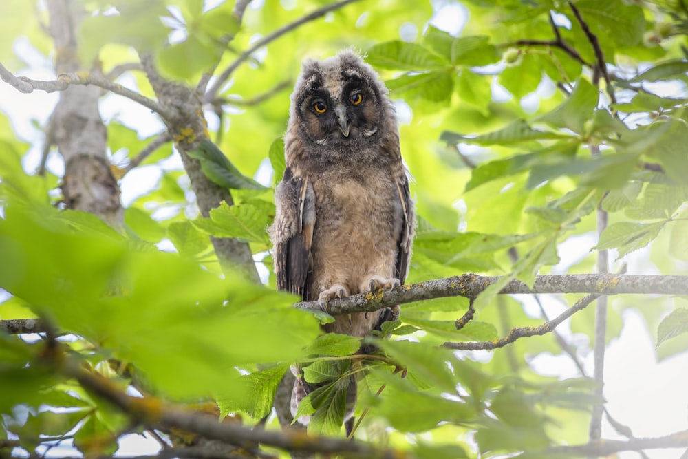 brown owl on tree branch during daytime