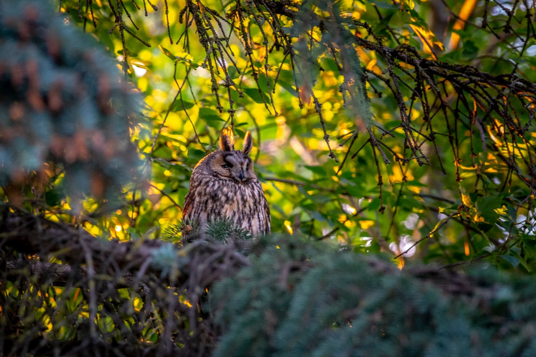 brown owl on green tree during daytime