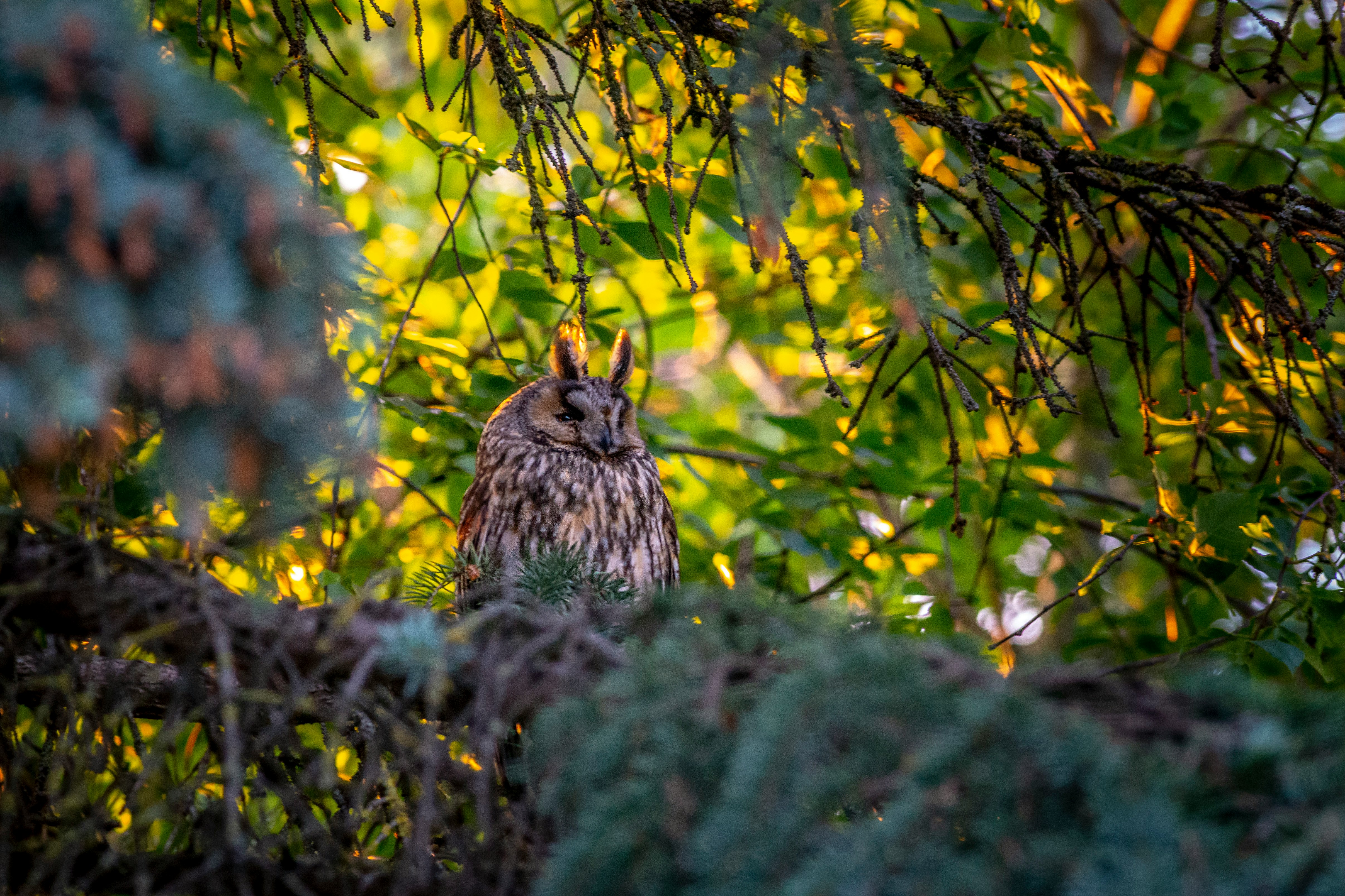 brown owl on green tree during daytime