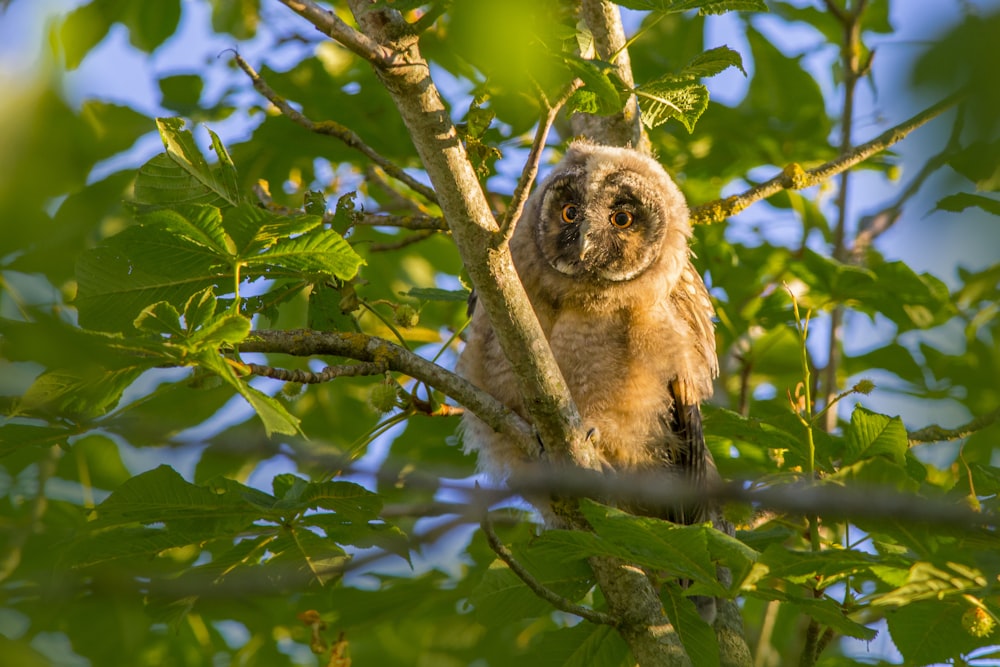 brown owl on tree branch during daytime