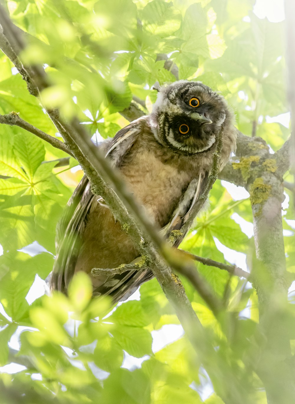 brown and black owl on tree branch