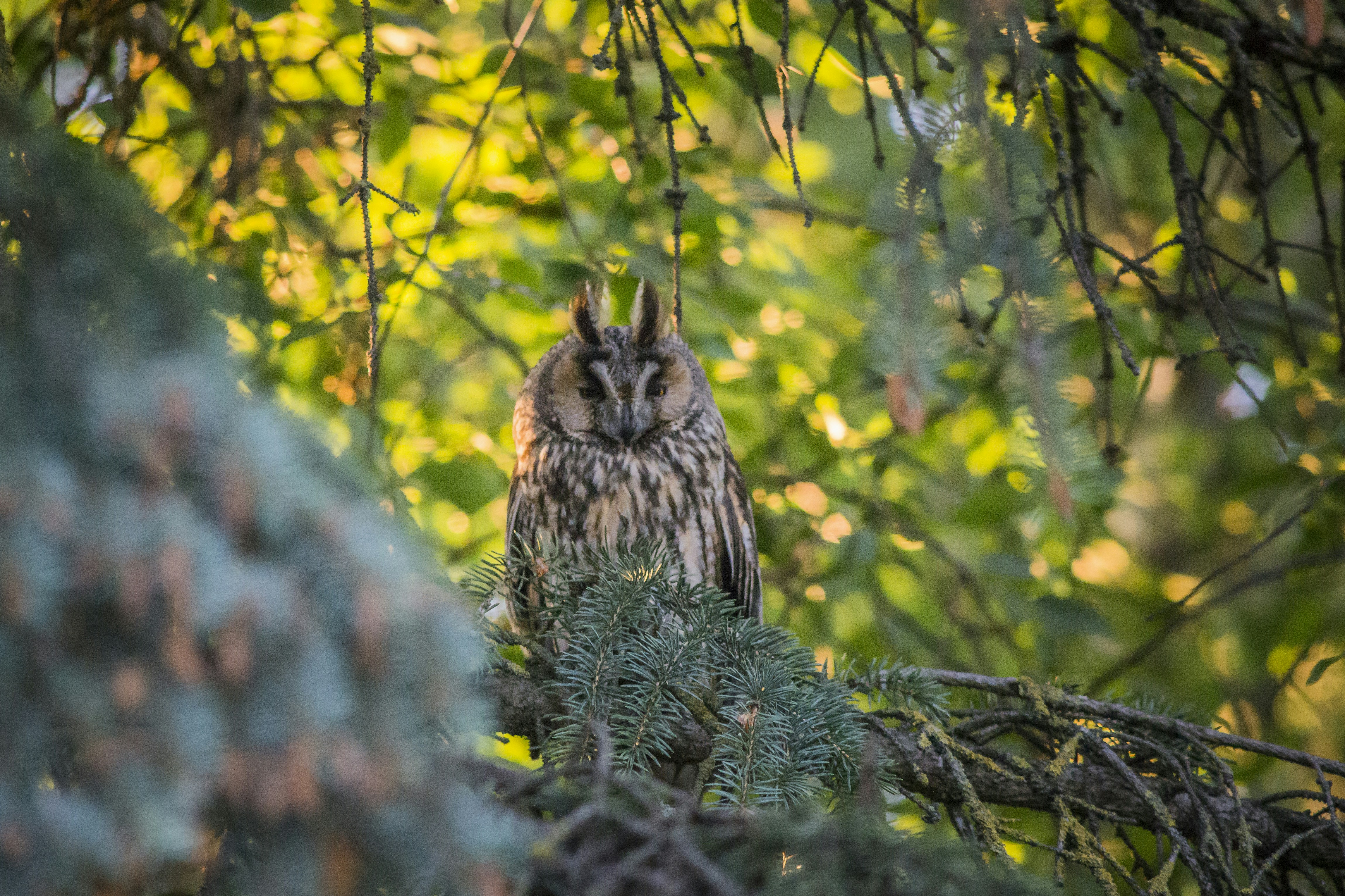 brown owl on tree branch during daytime