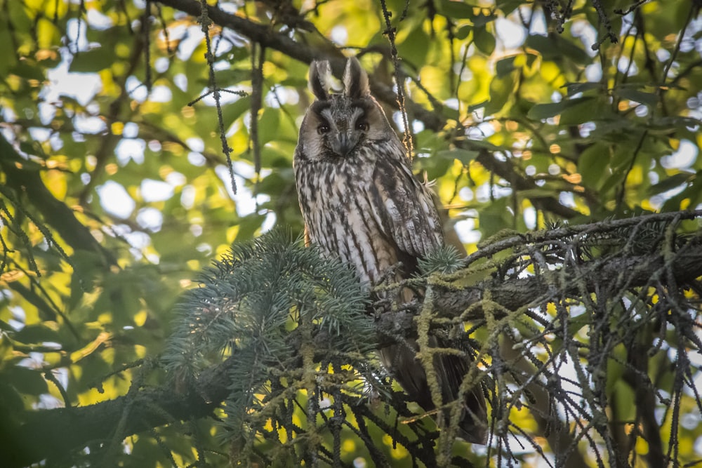 brown owl on tree branch during daytime