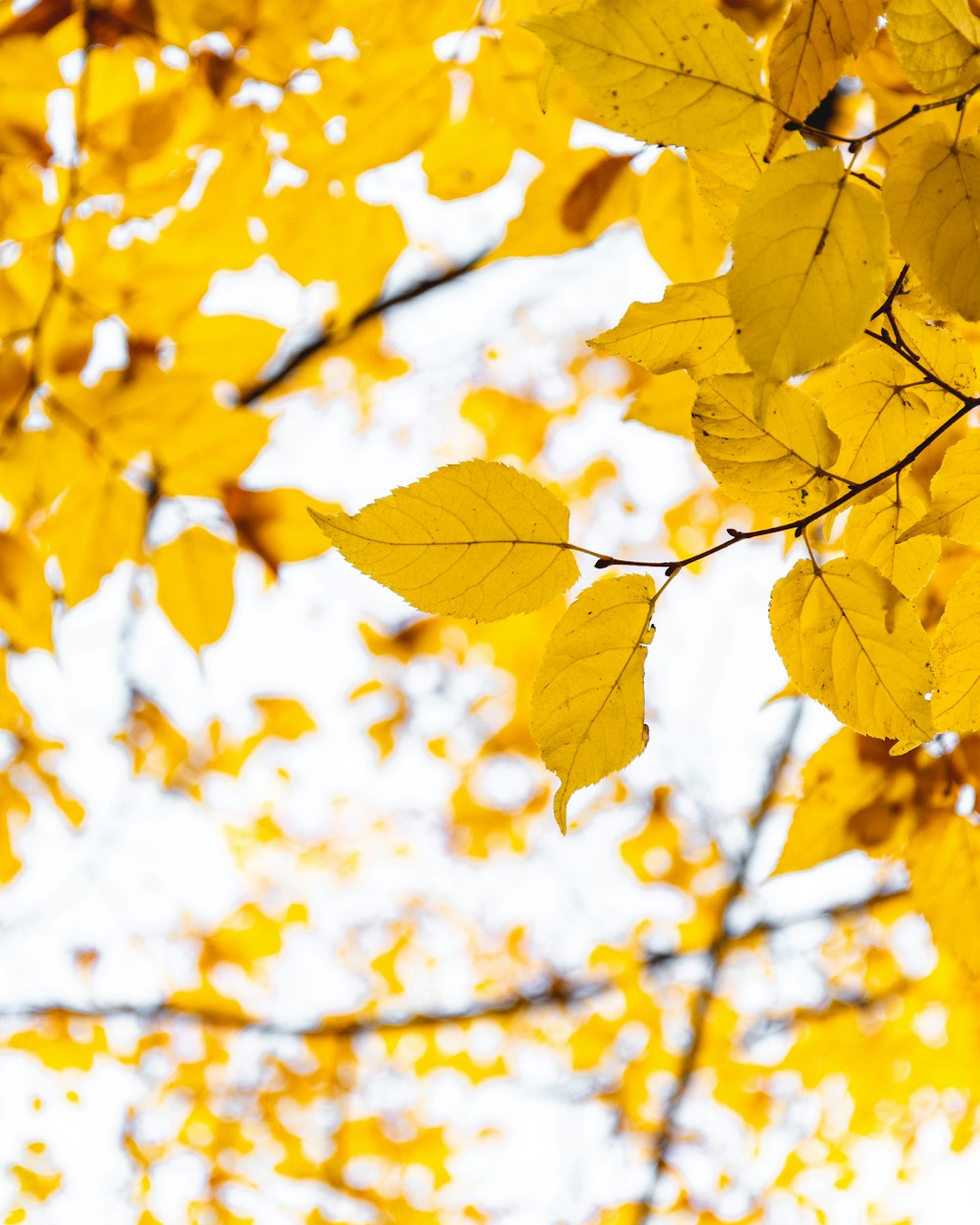 yellow leaves in tilt shift lens