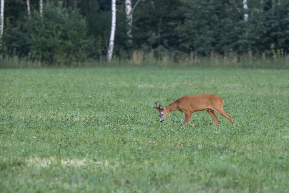 brown deer on green grass field during daytime