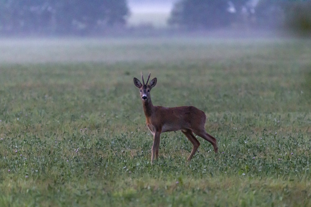 brown deer on green grass field during daytime