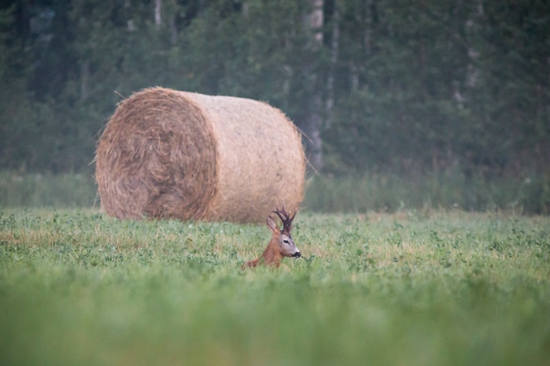 Põlva