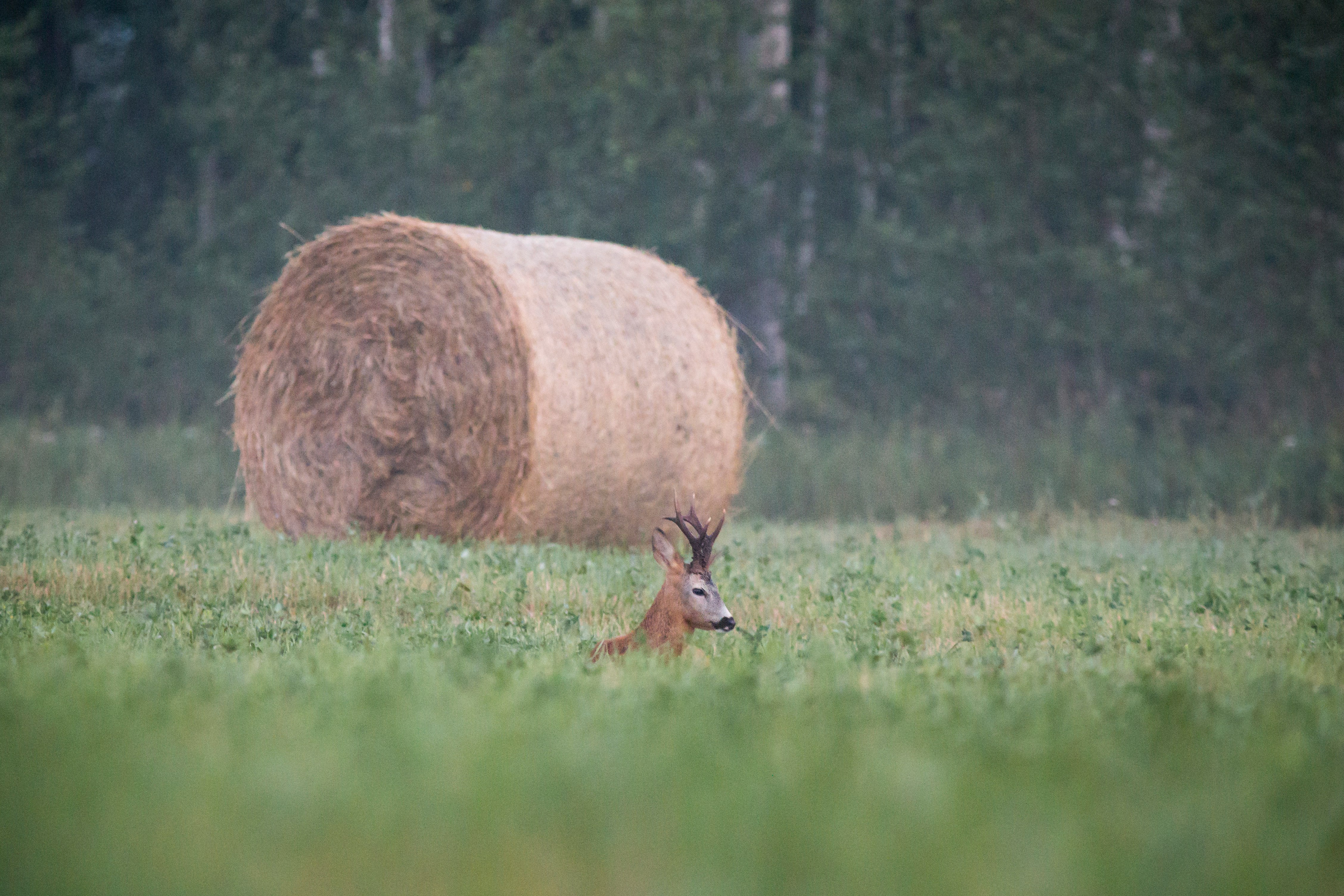 brown and white animal on green grass field during daytime