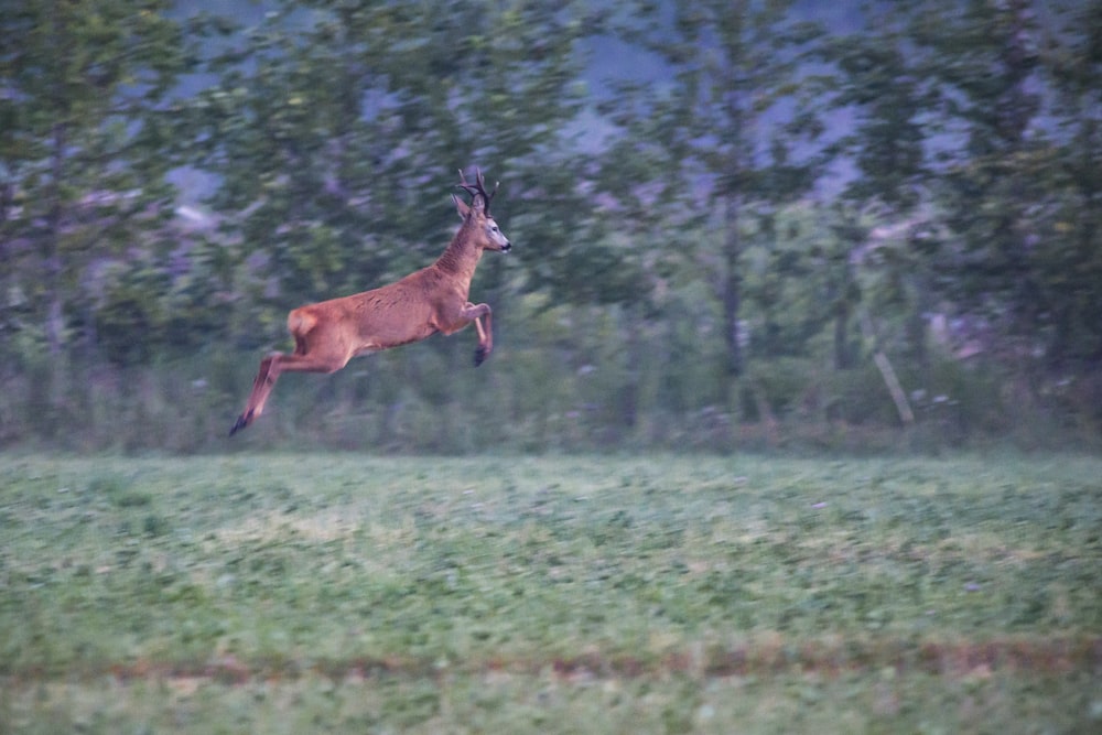 a deer jumping in the air in a field