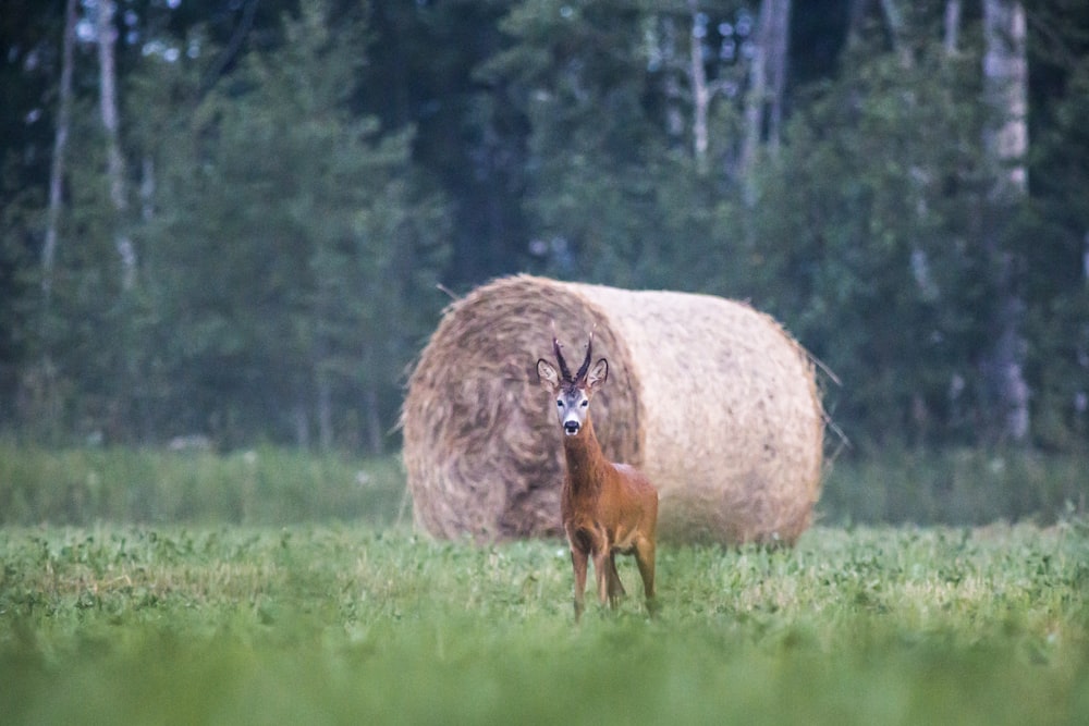 brown deer on brown grass field during daytime