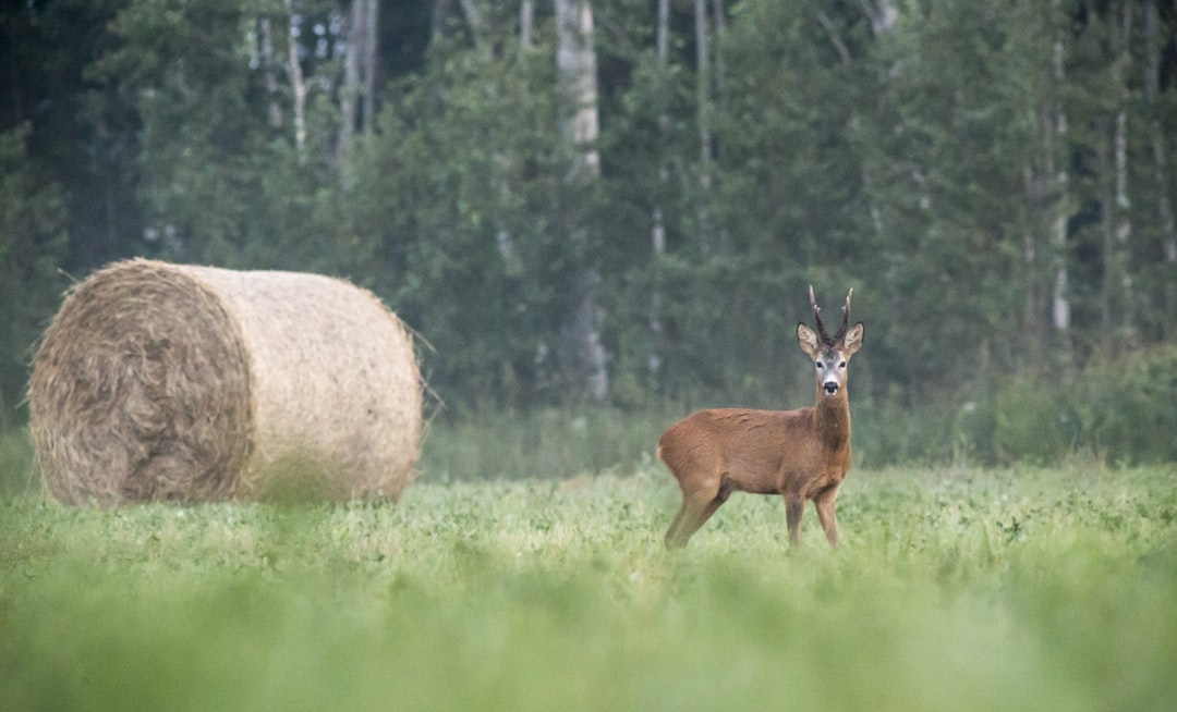 brown deer on green grass field during daytime