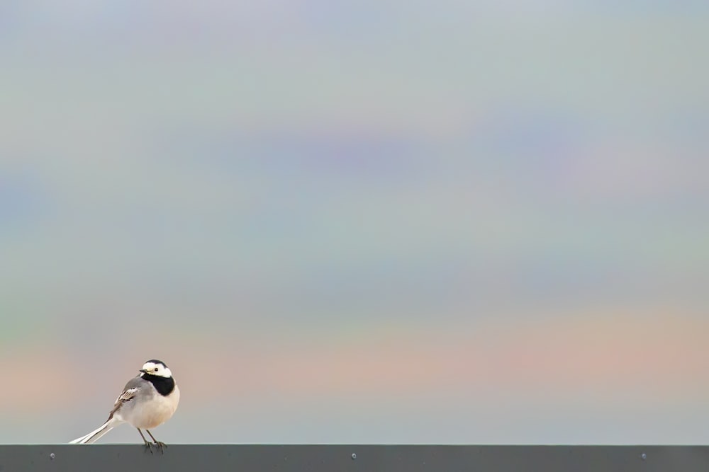 white and black bird on brown tree branch