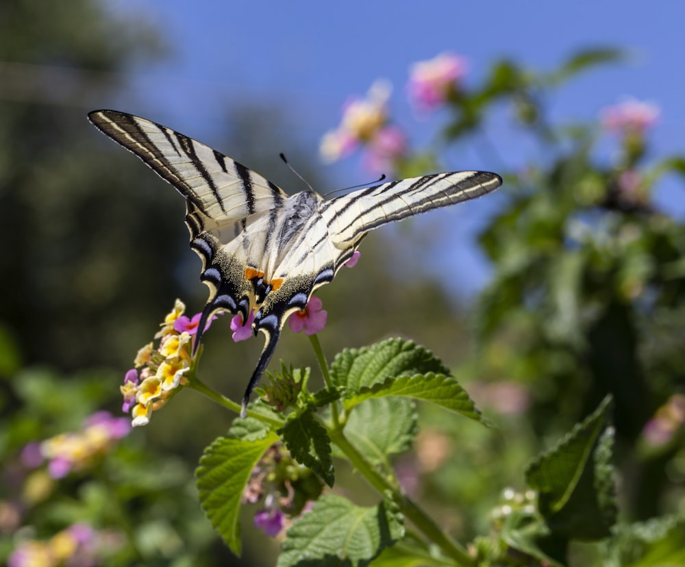 black and white butterfly perched on yellow and pink flower in close up photography during daytime
