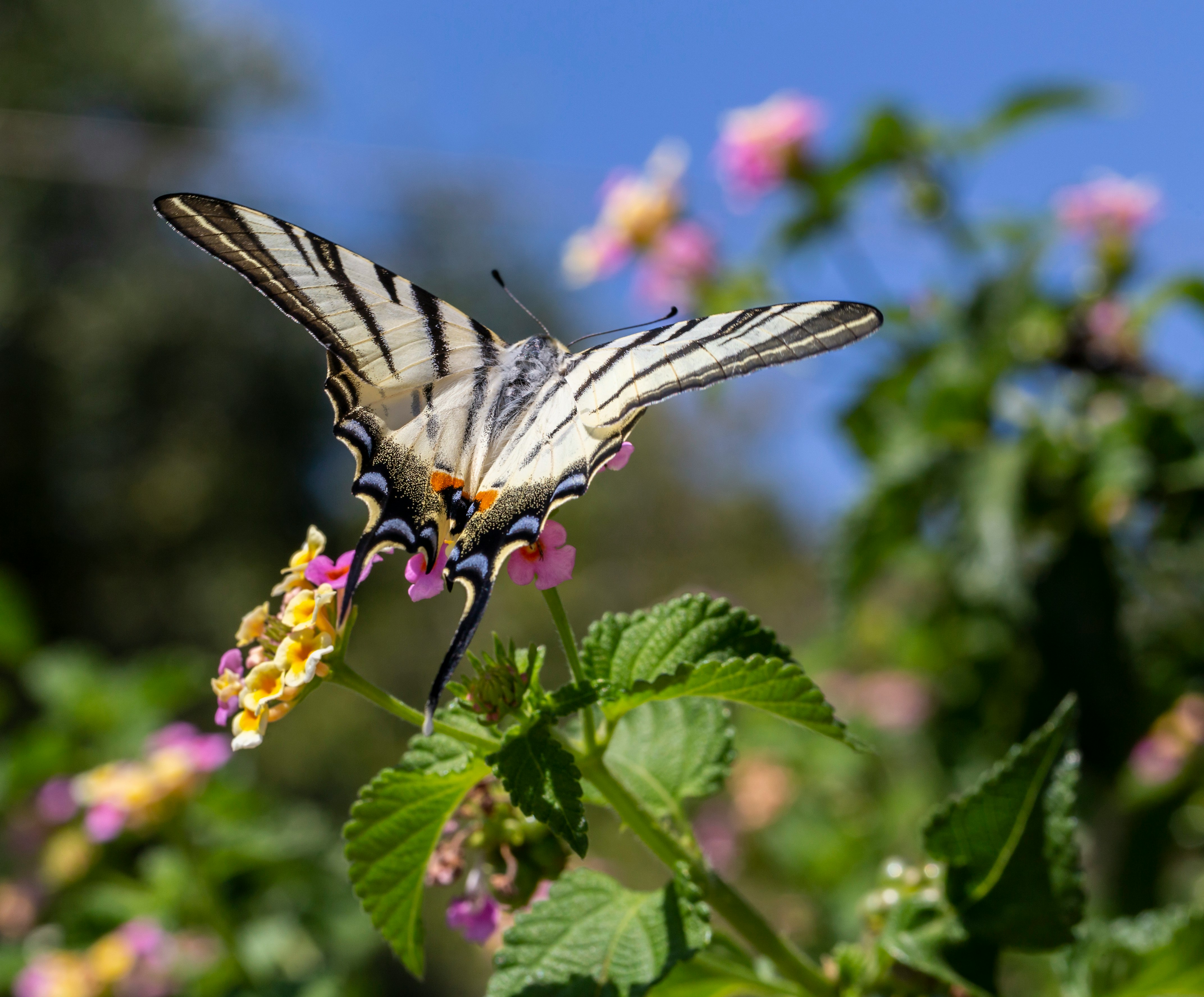 black and white butterfly perched on yellow and pink flower in close up photography during daytime