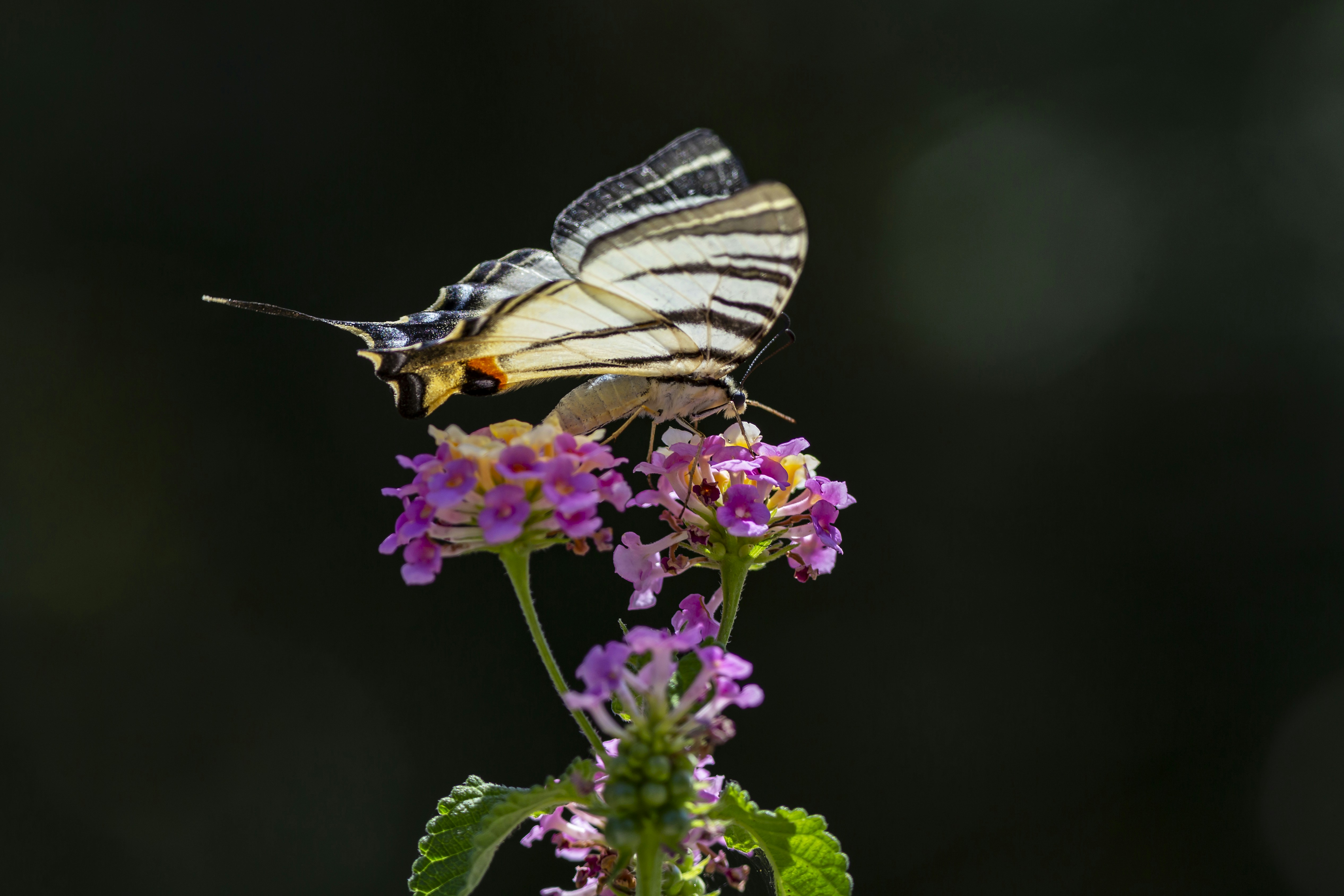 Photo by erik_karits