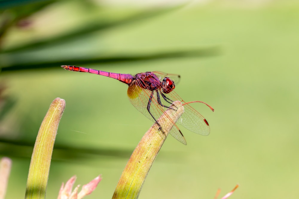 brown and black dragonfly on pink flower