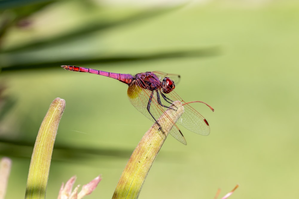 brown and black dragonfly on pink flower