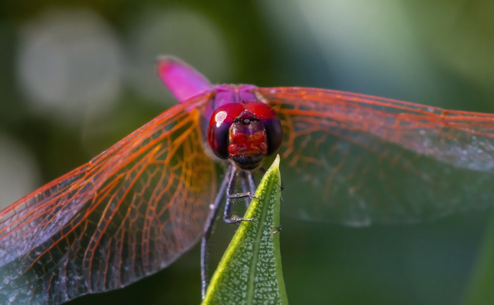 a red dragonfly sitting on a green leaf