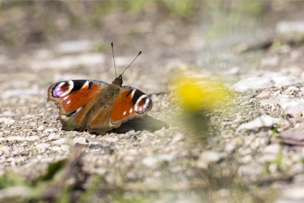 a close up of a butterfly on the ground