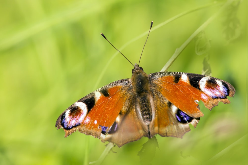 farfalla marrone bianca e nera appollaiata su foglia verde in primo piano fotografia durante il giorno