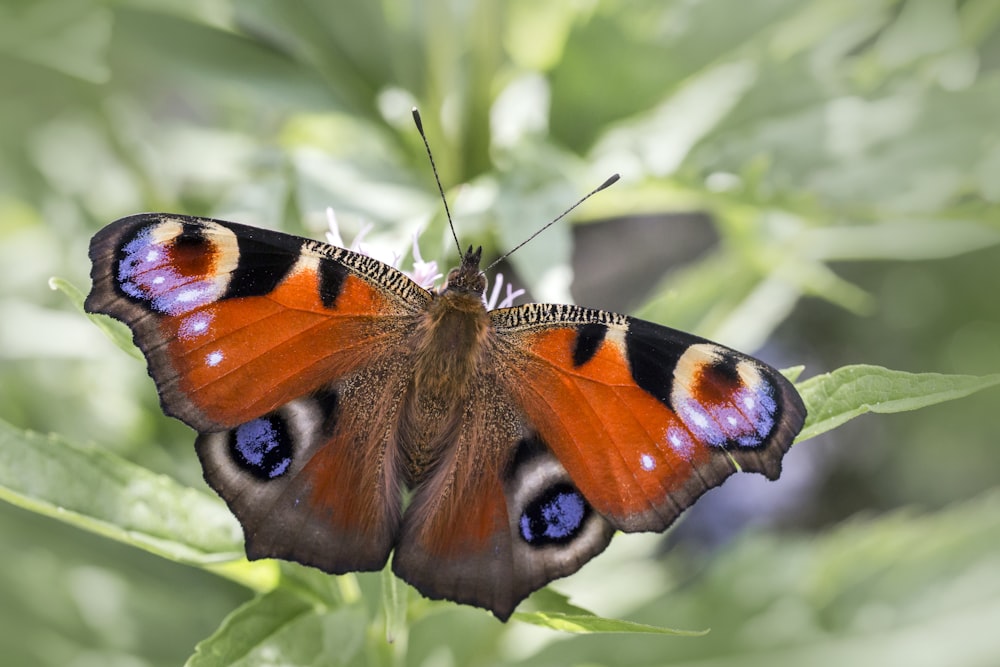 peacock butterfly perched on green leaf in close up photography during daytime